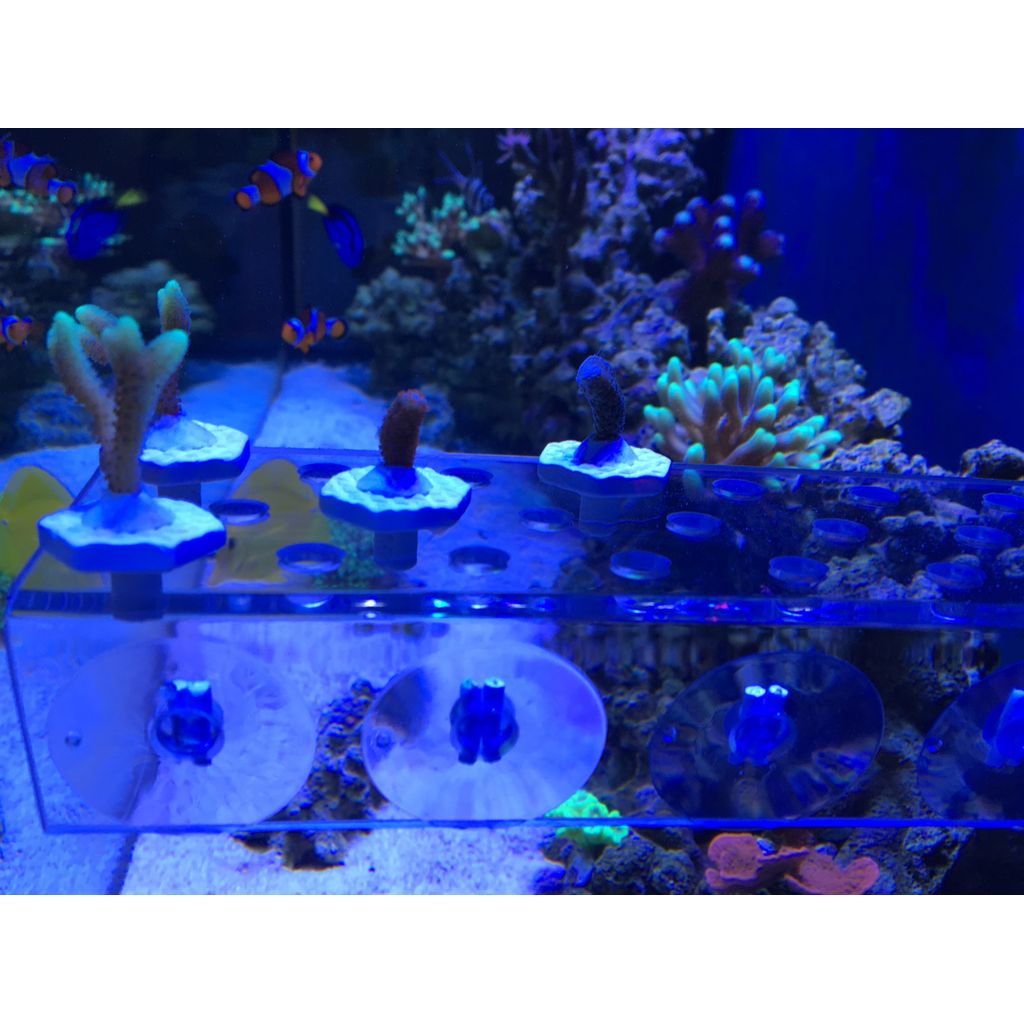 Molde de plugue Frag DIY