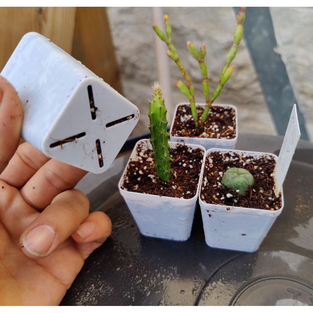Vaso quadrado mini para suculentas em PLA