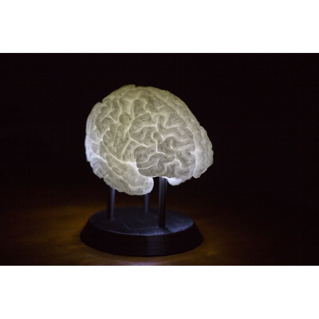 Cérebro decorativo impresso em 3D (peça PLA)