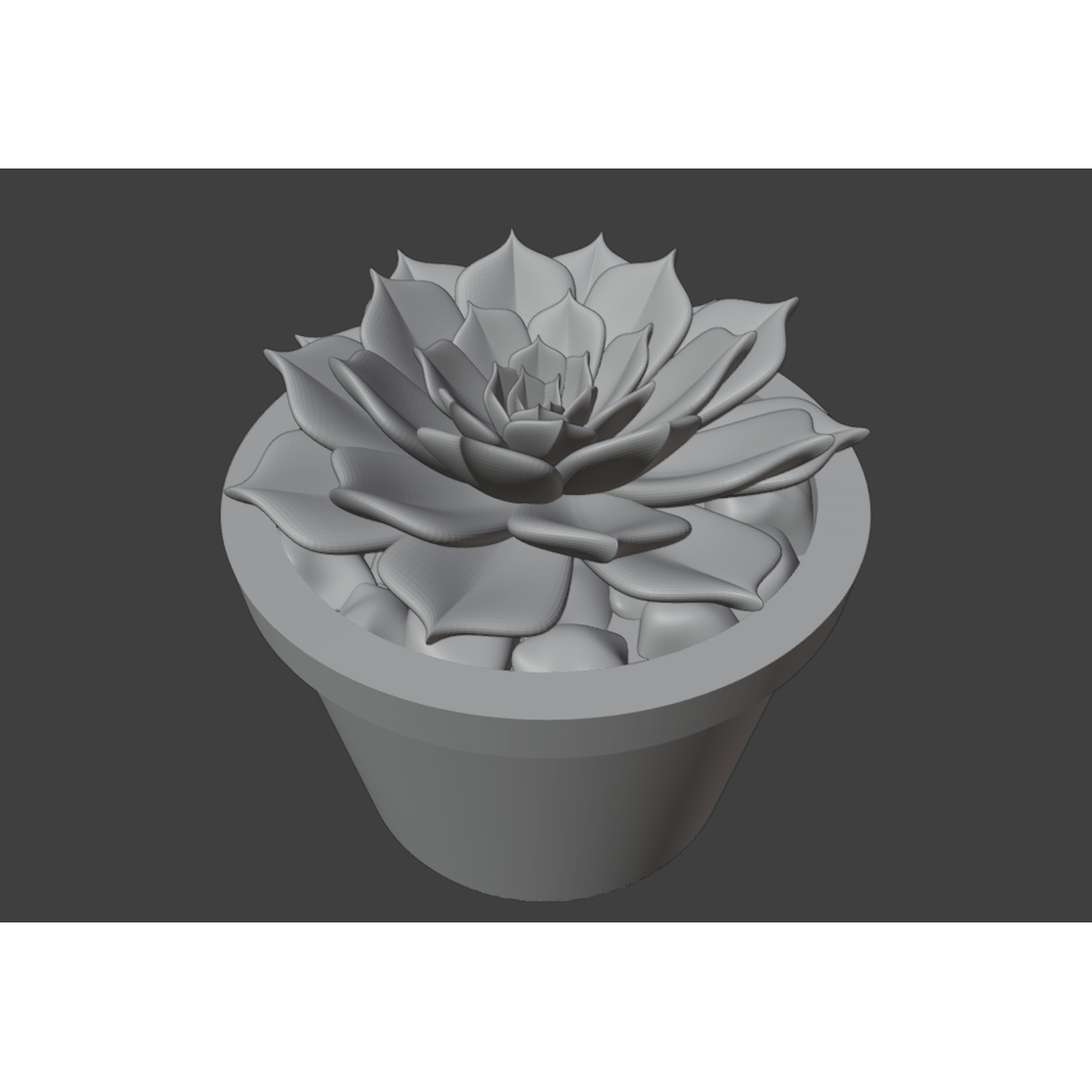 Suculenta no vaso 3